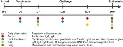 Different local, innate and adaptive immune responses are induced by two commercial Mycoplasma hyopneumoniae bacterins and an adjuvant alone